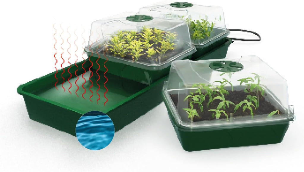 Biogreen Hollandia Heated Propagator with Water Tank – The image shows the Biogreen Hollandia Heated Propagator with three separate chambers for plant growth. Each chamber has a clear dome for creating a controlled environment, with water vapor indicated for efficient moisture delivery. The system uses gentle heating to maintain the optimal temperature for seedling development and promotes healthy plant growth through self-regulated watering.