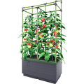 Vertical garden system with a sturdy frame supporting tomato plants, featuring vibrant red and yellow tomatoes growing in a soil-filled base.